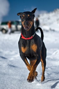 Frábært að fá að hlaupa frjáls úti í náttúrunni