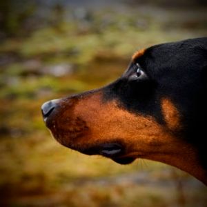 Fílar sig ekki í bíl