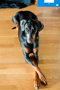 Bílafælin fegurðardís