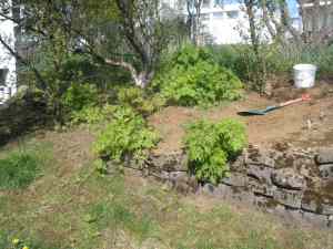 Öll þessi hvönn var upprætt