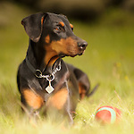 Arwen, músin hennar mömmu sinnar