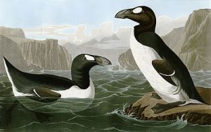 400px-Pinguinus_impennus_(Audubon)