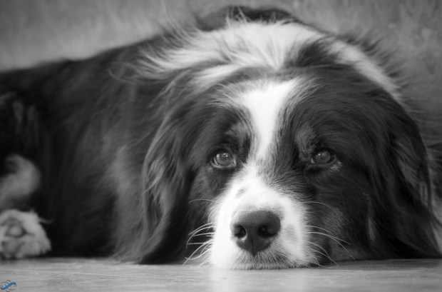 6108930845_25eb4d2b62_b